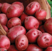 Red Pontiac Seed Potatoes Usda Certified For Planting Norland Red Potato 2024