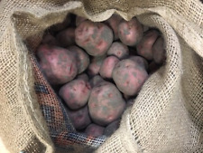 Certified First Grade Red Pontiac Seed Potatoes Non Gmo
