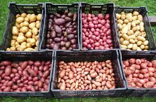 Seed Potatoes Per Pound Lb Kennebec Red Pontiac Yukon Dakota Pearl Purple Potato