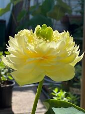 Multi Petal Bright Green Flowers Lotus Tubermiddle Size