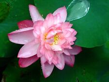 Sacred Lotus Nelumbo Nucifera Organic 5 Seeds Free Shipping