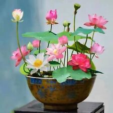 10pcs Mixed Color Lotus Seeds For Planting Beautiful Water Plants For Ponds
