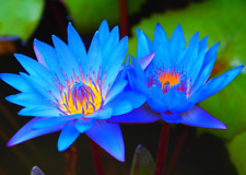 20 Blue Lotus Seeds Egyptian Lotus Nymphaea Caerulea Germination Seeds