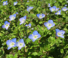 Speedwell Creeping Blue Veronica Repens - 500 Bulk Seeds