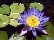 10 Blue Water Lily Pad Nymphaea Caerulea Asian Lotus Flower Pond Seeds Comb Sh