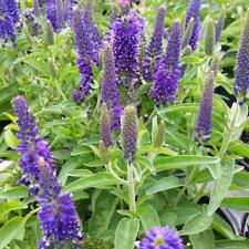 30 Veronica Vernique Dark Blue Live Plants Plugs Garden Home Diy 862 Bin