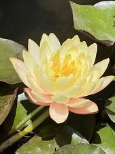 Tropical Water Lily Lotus Plant With Roots For Aquarium Clean For Fish