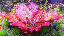 Red Tiger Lotus 1 Plant - Nymphara Zenkeri-aquatic Live Plants Super Price 